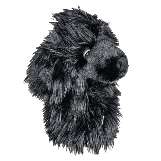 Black Poodle Hybrid Cover